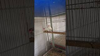 pastel fawn java pair 😍😍 #birds