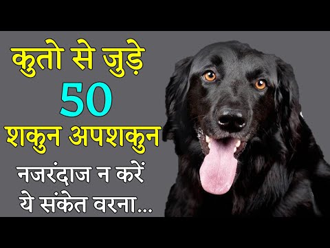 वीडियो: एक कुत्ते में एक खींचा मांसपेशियों का इलाज कैसे करें