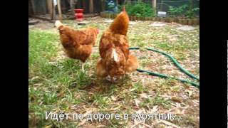 Курица снесла яйцо находу/ chicken laying egg in grass(Вышла курица напрогулку и не донесла яйцо до курятника, снесла находу в траву., 2011-11-06T08:36:07.000Z)