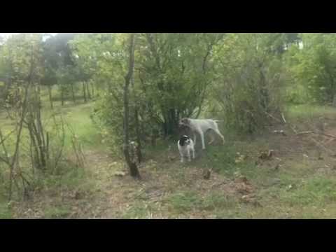 ხეების ჩეხვა თბილისში