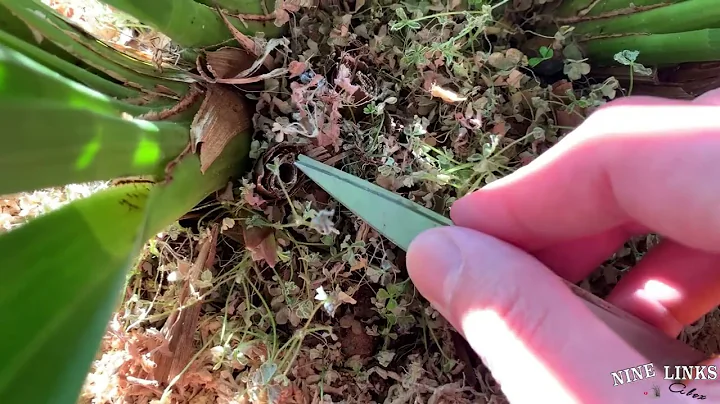 Cymbidium Ruby Chen update new leaf shoots 2-9-2022
