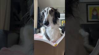 the abby diaries, part 1 #borzoi #dog #dogsofyoutube #petsofyoutube #petshorts #fyp #shorts