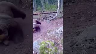 Giant Tiger Attacks The Bear