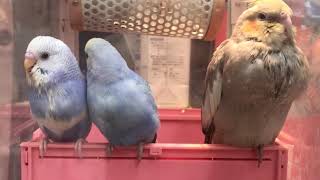 もじもじと甘えにいくチビッコセキセイインコ(寝る前のまったり時間)