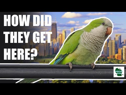 Hoobly Michigan Birds