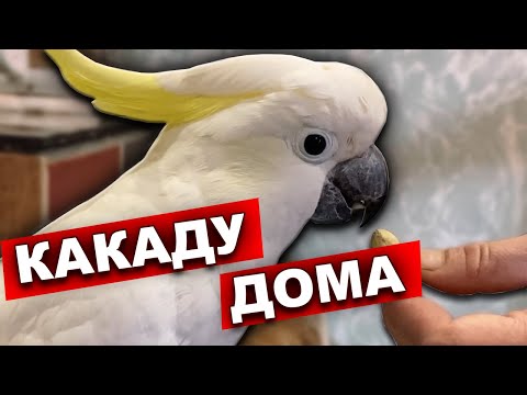 Video: Kõik Kakadu Kohta