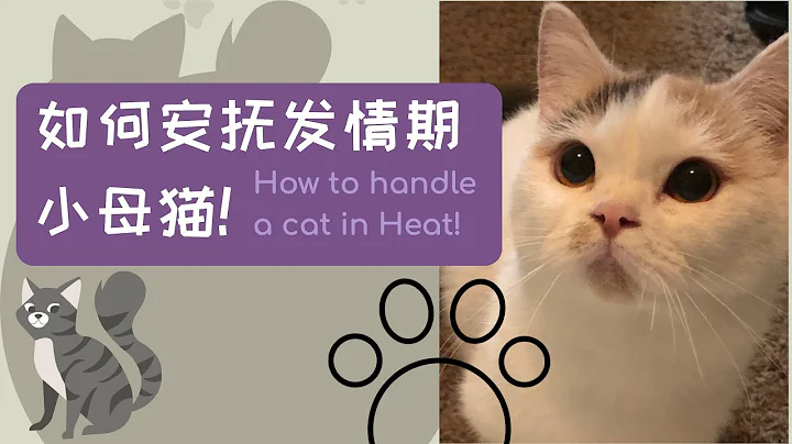 如何安抚发情期的小母猫 | How to handle a cat in heat! - 天天要闻