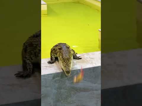 Как проходит кормление крокодила Крока 😼