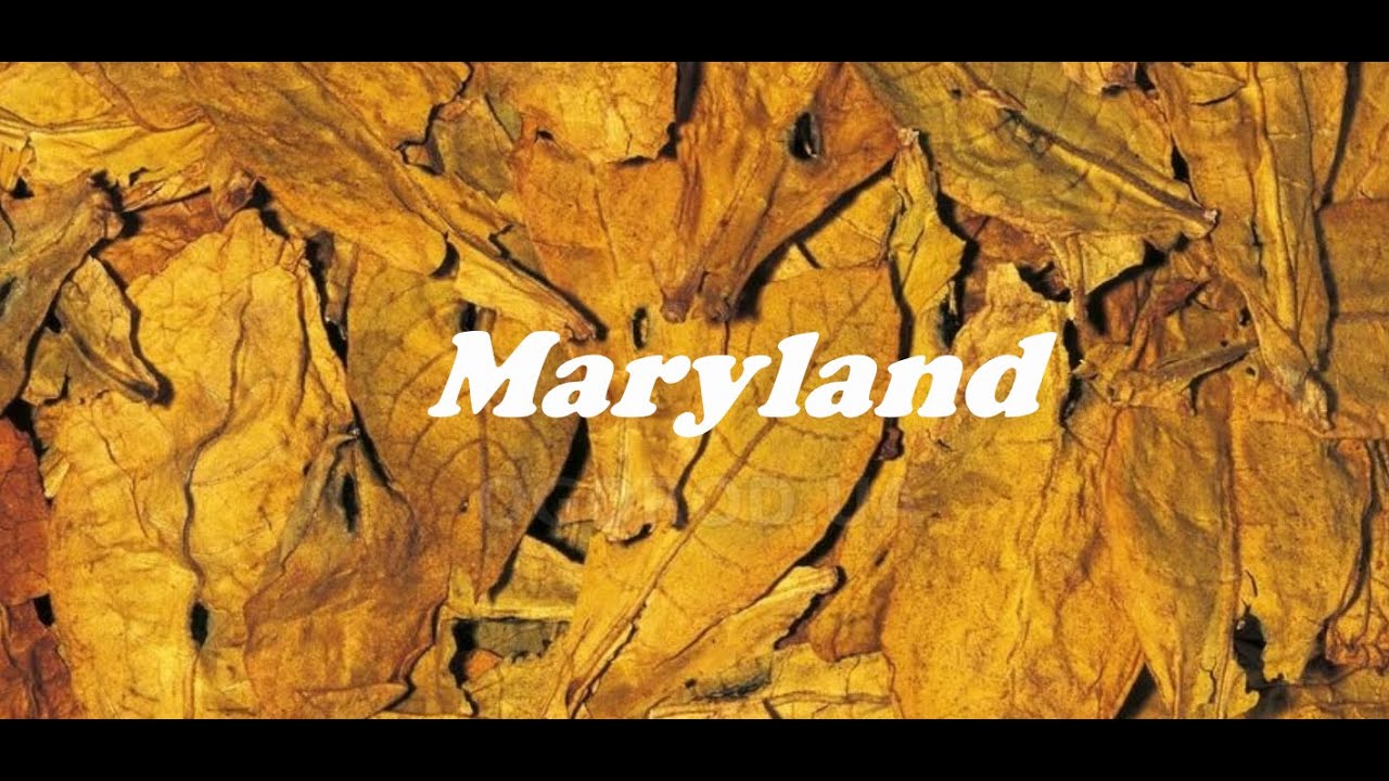Обзор сортов. Maryland