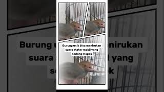 Download Lagu Burung ini Menirukan suara stater mobil yang sedang mogok #birds #animals #unik #amazinganimals MP3 Download Lagu Burung ini Menirukan suara stater mobil yang sedang mogok #birds #animals #unik #amazinganimals MP3