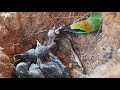 Blue Dragon Feeding to Baby Bees || Asian bee eater feeding baby birds in nest