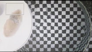 Cuttlefish camo experiment (checkerboard & sand)