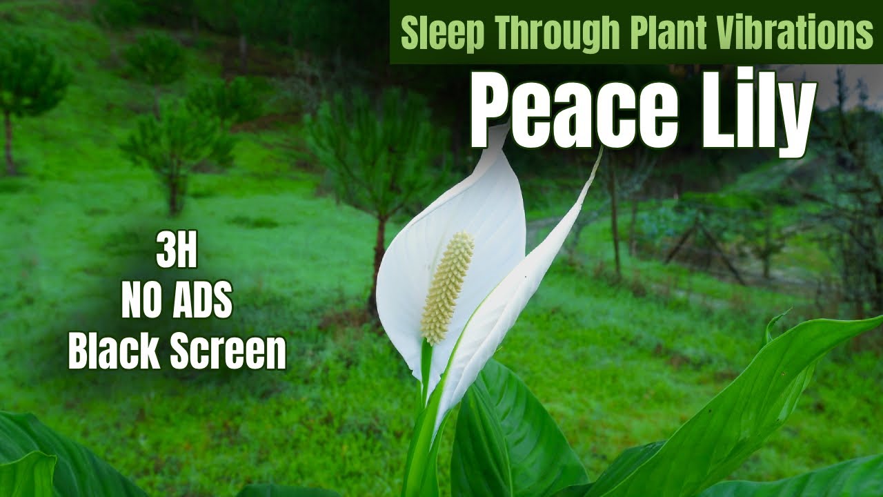Peace Lily Tranquility Waves | Ease Tension, Restore Balance, Sleep Deeply