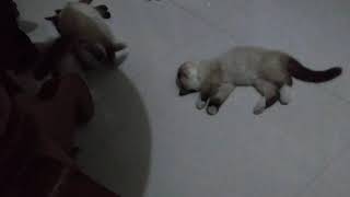 Fighting Siamese kittens by Siam Cat Fam 67 views 2 years ago 37 seconds