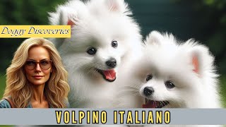 'VOLPINO ITALIANO  Getting to Know Our Furry Friend'