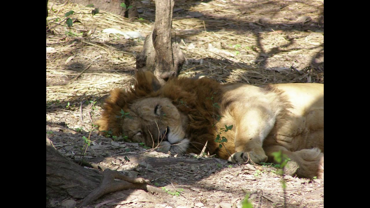 lion safari renuka ji photos