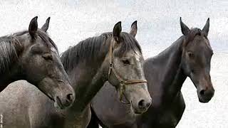 Vysotsky «Кони привередливые» Capricious  horses