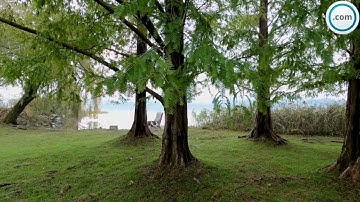 سورة الرحمن من الاية 46 الى الاية 51