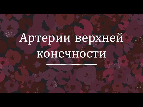 Артерии верхней конечности - анатомия сердечно-сосудистой системы (ССС)