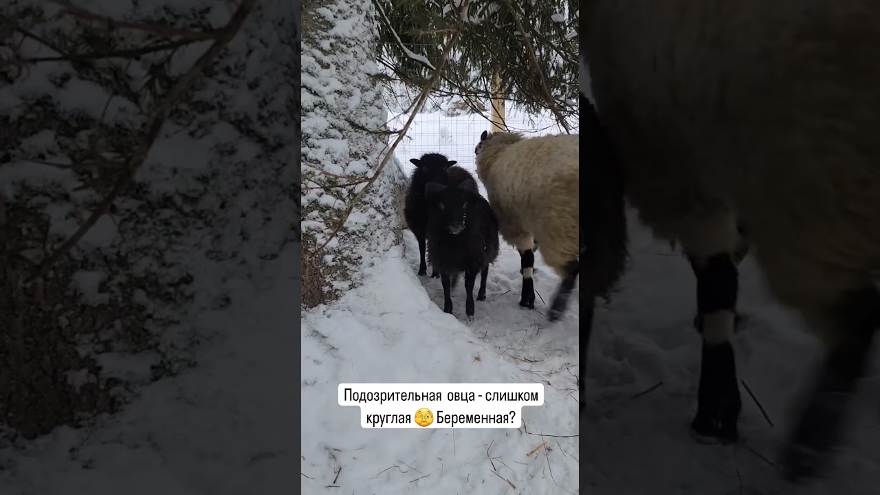 Подозрительная овца - слишком круглая 🫣 Беременная? И кто отец? 😶 Больше в ТГ scferma