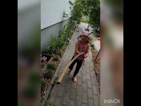 Video: Lily, Mawar Dan Rhododendron Di Taman Anda