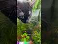 貓咪愛喝魚缸水#貓咪 、#cat 、#fishtank 、#aquarium