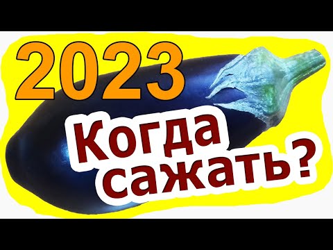 Когда сажать Баклажаны на рассаду (2022) – Когда сеять баклажаны в открытый грунт и теплицу