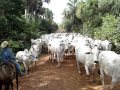 Mudança de pasto Grupo Monte Verde - Mato Grosso