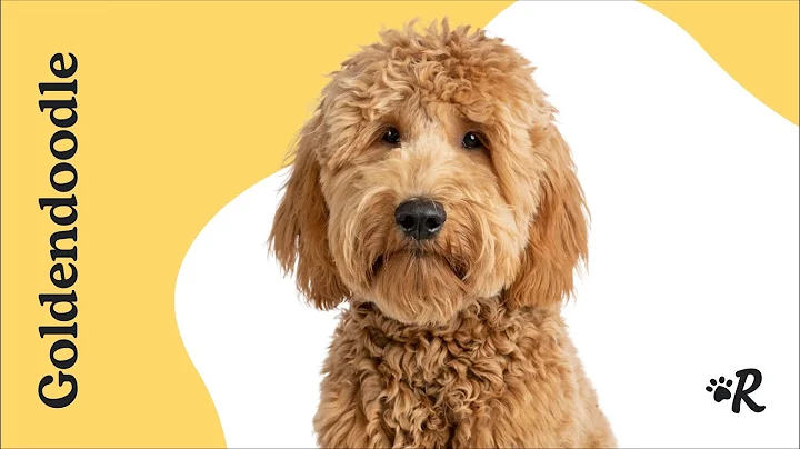 Goldendoodle Dog Breed Guide: Everything You Need to Know | Rover