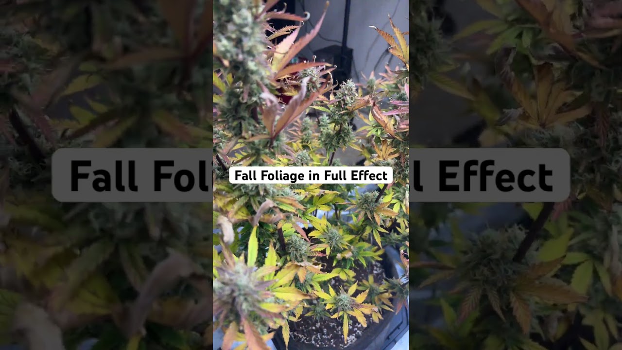 Samsquanch crossed with Iced and Baked by Mephisto Genetics 