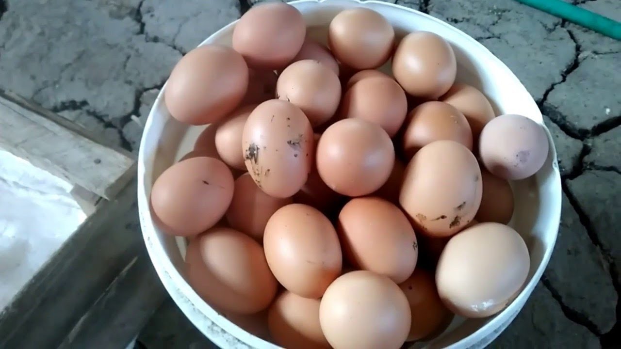 Hasil beternak ayam petelur 300 ekor! Usaha sampingan di Rumah 