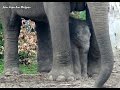 Dierenpark Amersfoort - Yunha the newborn elephant girl