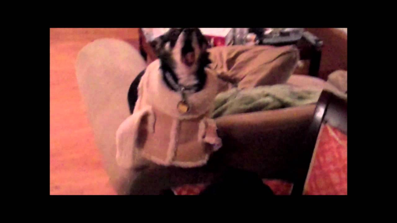 straight jacket dog