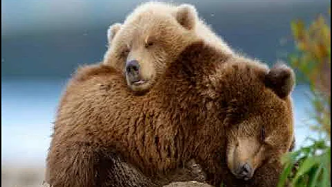 Медвежья услуга 🐻   N°384  SLOW RUSSIAN VIDEO