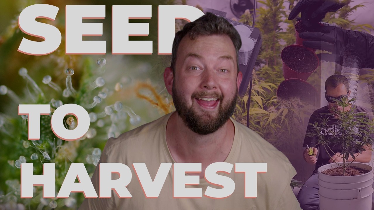 SEED TO HARVEST DOCUMENTARY | Growing 20 Royal Queen Seeds Strains Indoors Step by Step