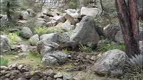 Javelina eating the birdseed