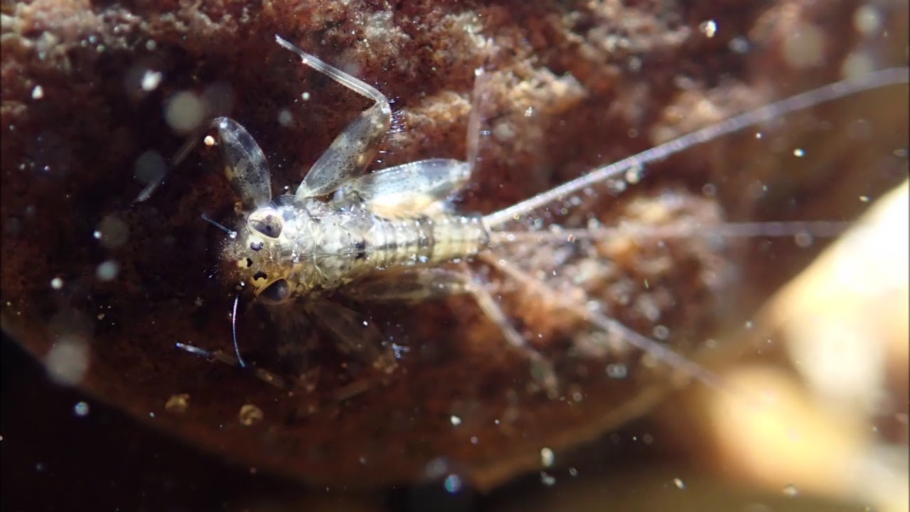 Benthic Macroinvertebrates and the Tale of Two Streams