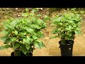 No need garden growing spinach at home