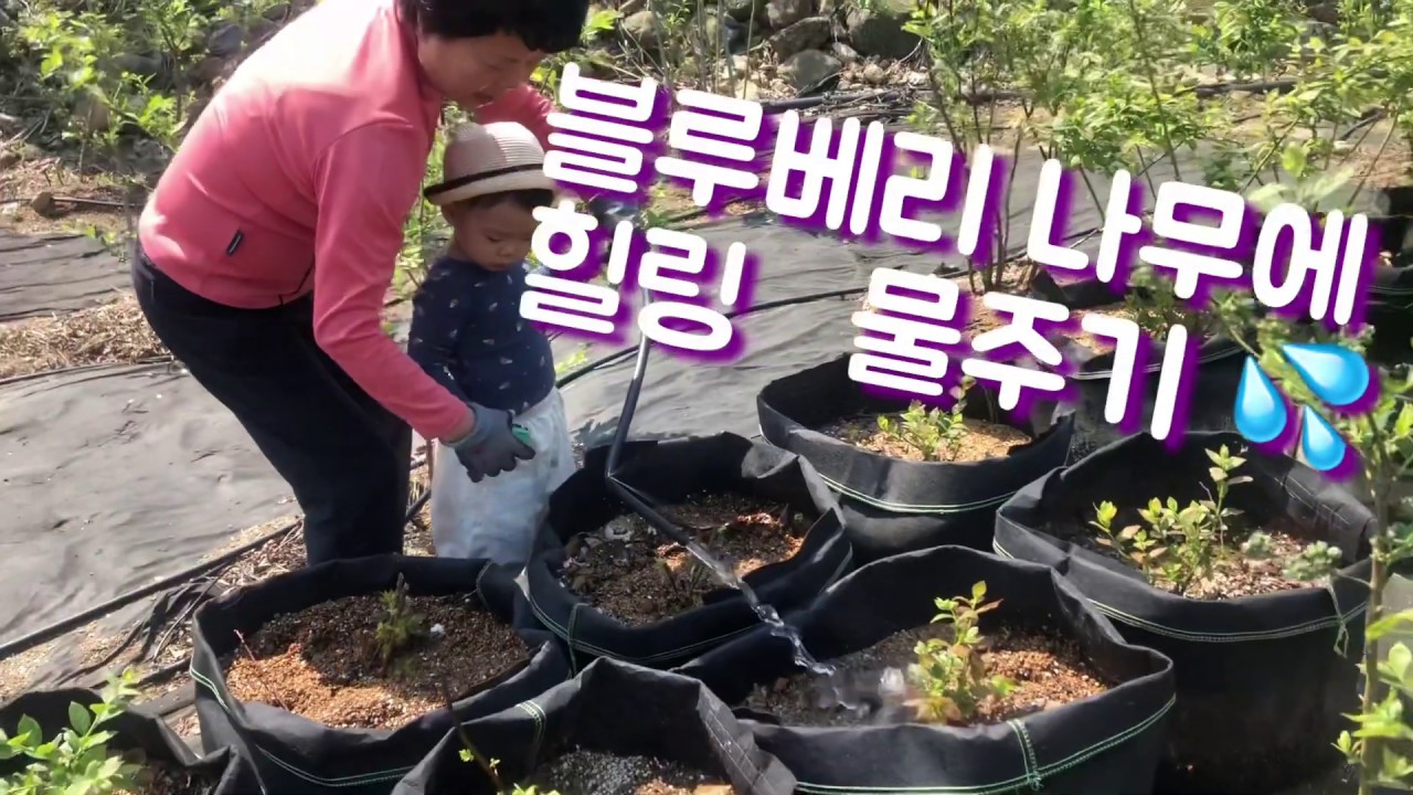 블루베리 나무에 물주기💦 Watering the blueberry tree 🌳 YouTube