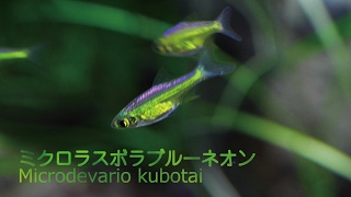 #38.ミクロラスボラブルーネオン 透明感ある輝きが美しい熱帯魚 Microdevario kubotai