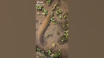 Easy way to catch eel fish || youtube short video ||