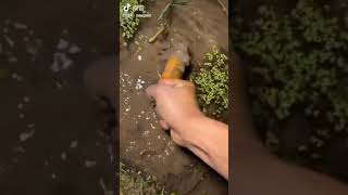 Easy way to catch eel fish || youtube short video ||