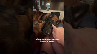 My Dog Absolutely Loves Nose Scratches