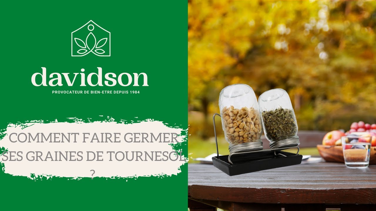 Comment faire germer ses graines de tournesol? - YouTube