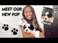 WE GOT A PUPPY!! + the first day at home (HAVANESE PUPPY)