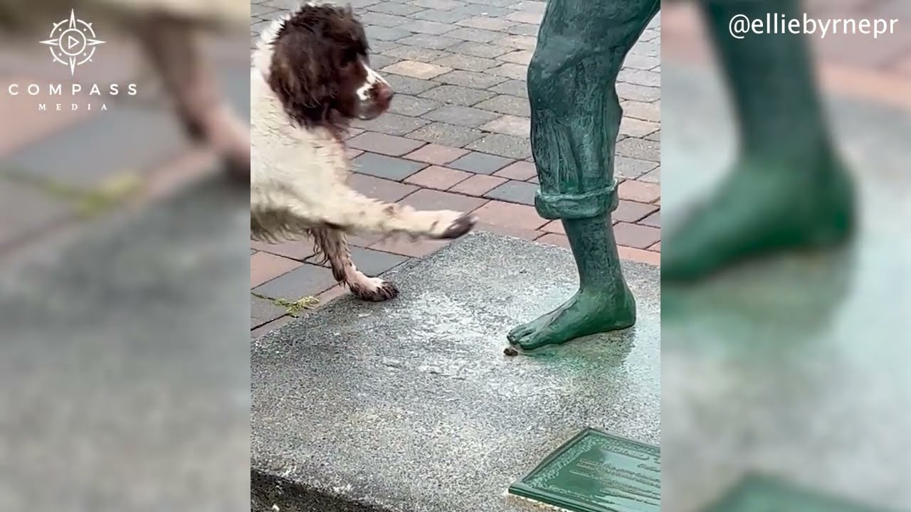 Springer Spaniel Desperately Asks Statue to Throw Stone