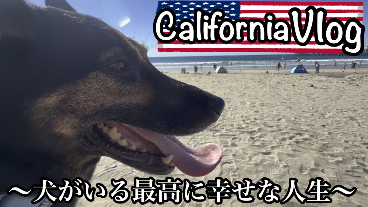 【CaliforniaVdog🐾 】特に特別な事はない週末🏝️
