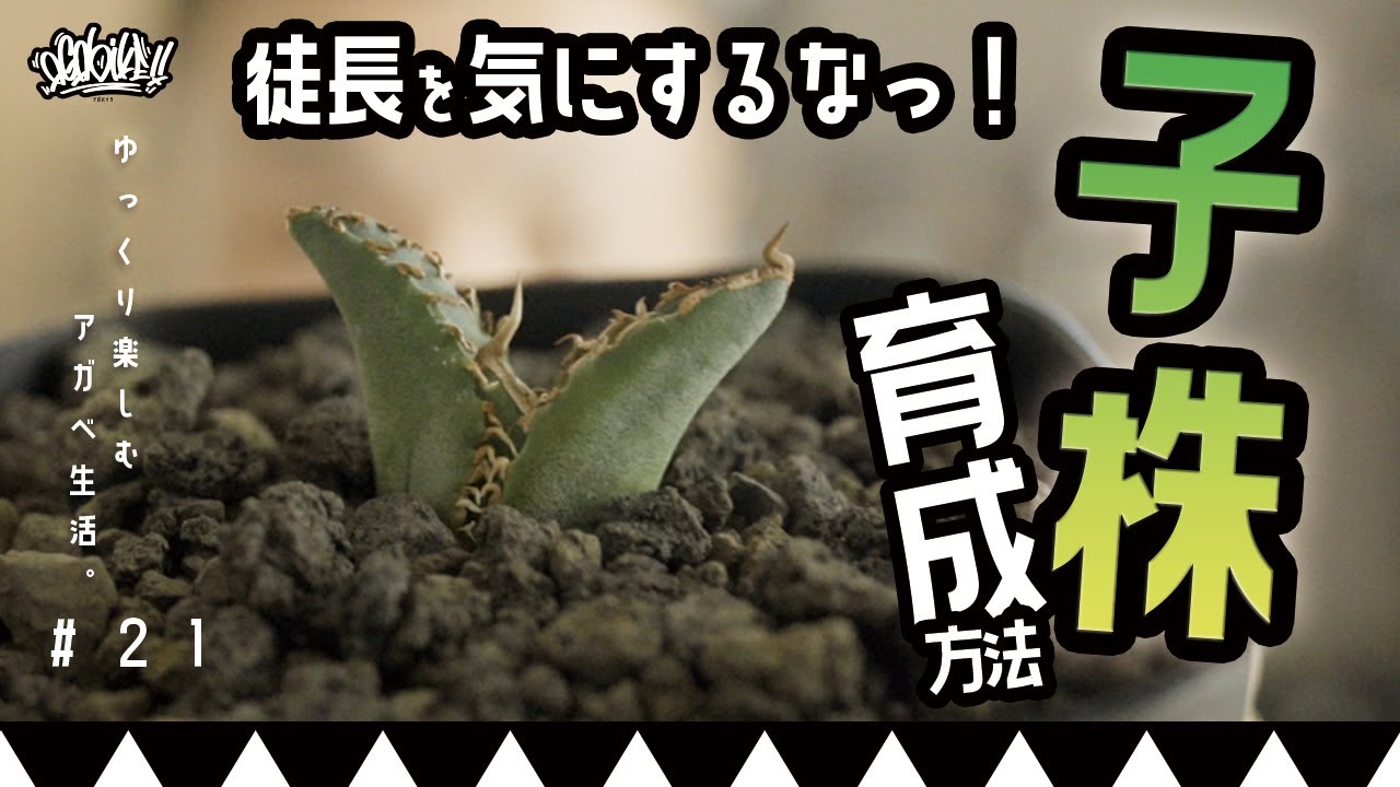 【アガベの基本】アガベの子株を育成する基本！水やり多めで育てよう