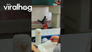 Cat Plays With Teacher’s Pointer During University Class || ViralHog