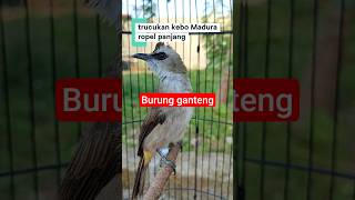 burung trucukan Madura ropel panjang